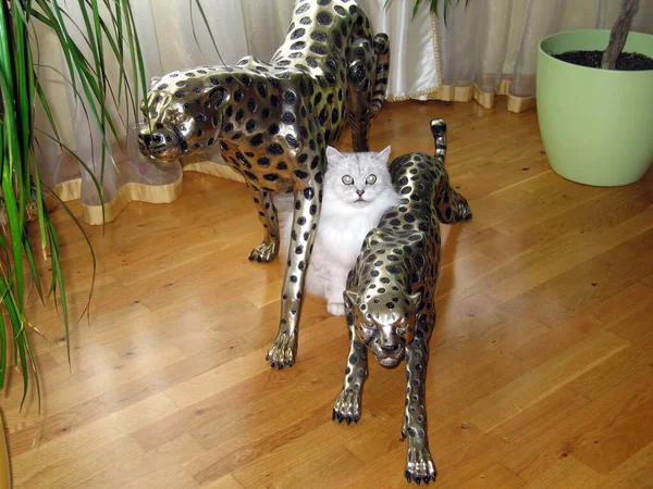 Молодая Кошка Комнате Статуя Леопарда — стоковое фото