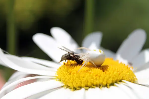 Zbieranie Pyłku Pszczół Kwiatach Pająkach — Zdjęcie stockowe