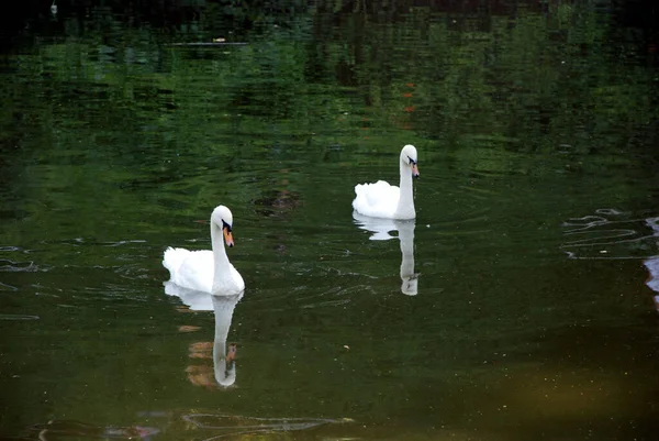 Cigno Bianco Che Nuota Nel Lago — Foto Stock