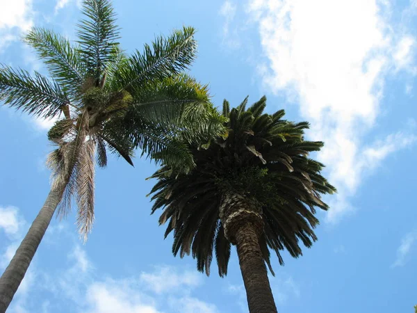Palma Drzewo Błękitnym Tle Nieba — Zdjęcie stockowe