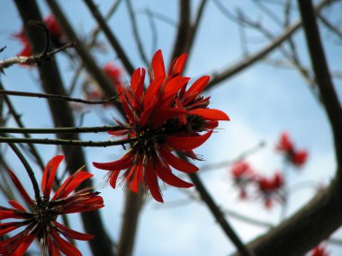 Güzel botanik fotoğrafı, doğal duvar kağıdı.