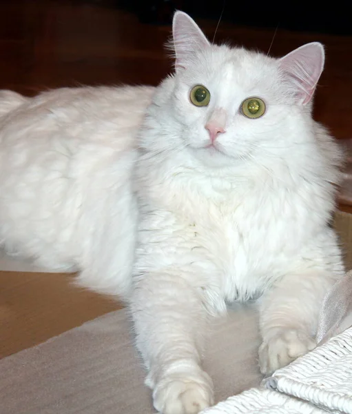Gato Sofá — Fotografia de Stock