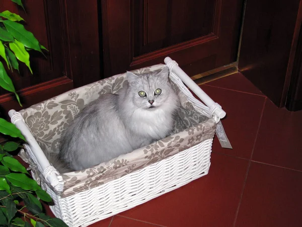 Кошка Сидит Полу — стоковое фото