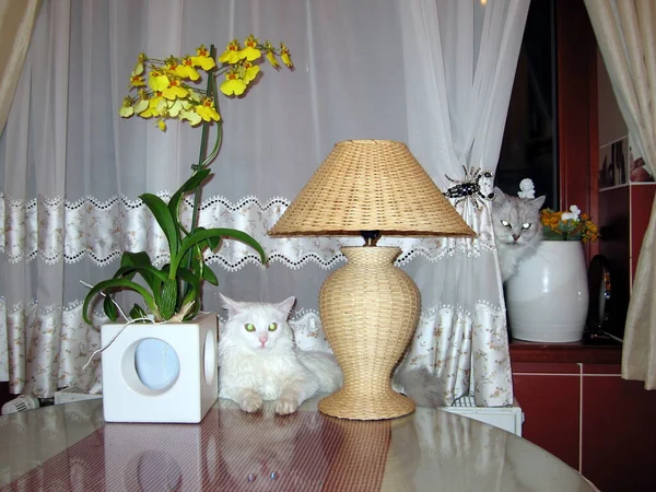 Όμορφη Λευκή Γάτα Λουλούδια Στο Δωμάτιο — Φωτογραφία Αρχείου