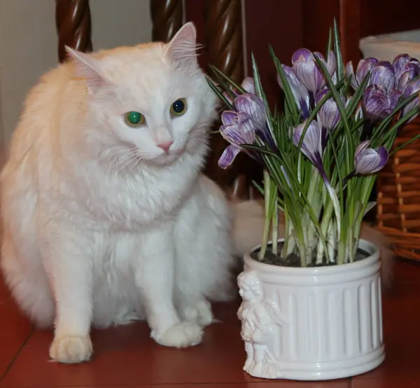 Bonito Gato Branco Com Flores — Fotografia de Stock