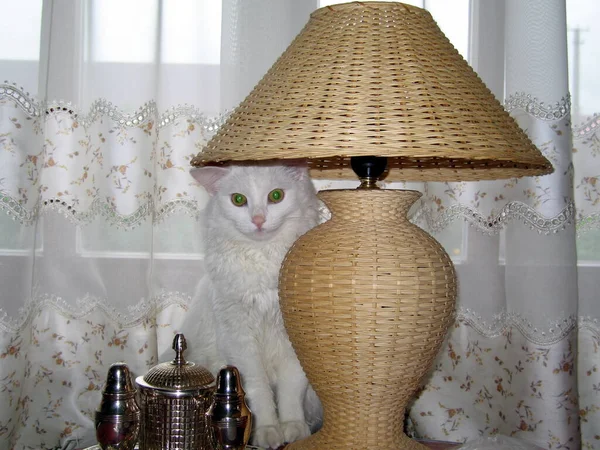 Vacker Vit Katt Med Hatt Säng — Stockfoto