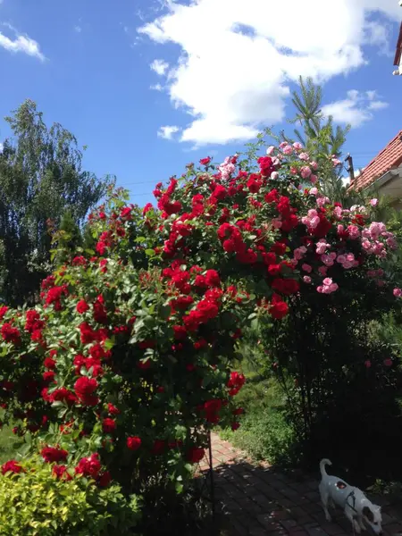 Schöne Blumen Garten — Stockfoto