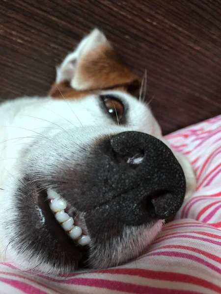 Dilini Çıkarmış Bir Köpeğin Portresi — Stok fotoğraf