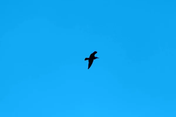 一群鸟儿在天空中飞翔 — 图库照片
