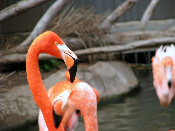 Göldeki Güzel Flamingo — Stok fotoğraf