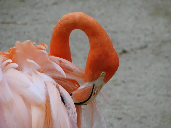 Gyönyörű Flamingo Állatkertben — Stock Fotó