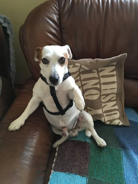 Anjing Dengan Bantal Putih Sofa — Stok Foto