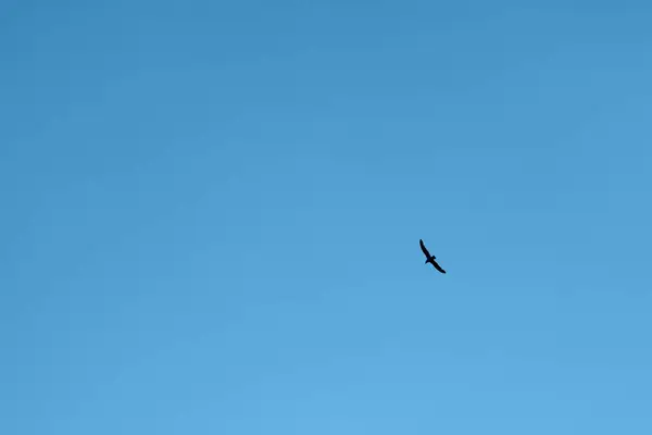 Γλάρος Που Πετά Στον Ουρανό — Φωτογραφία Αρχείου