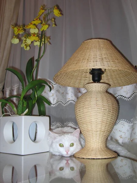 Vacker Katt Rummet — Stockfoto