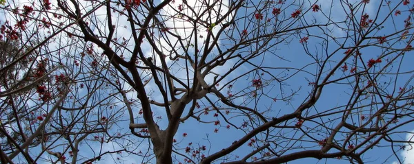 Branches Arbres Flore Faune — Photo