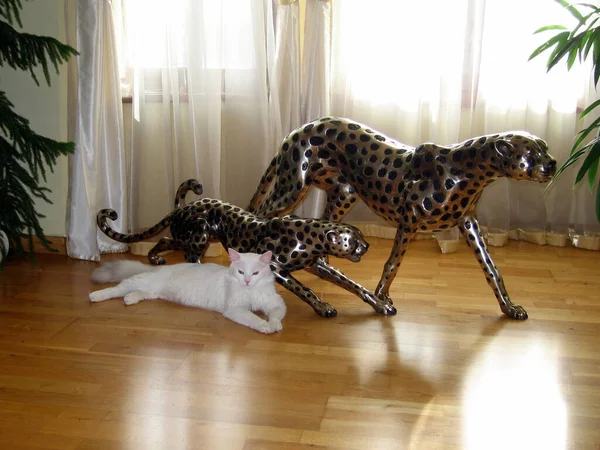 Söt Liten Katt Med Vit Boll Golvet — Stockfoto