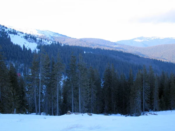 Красивый Зимний Пейзаж Заснеженными Деревьями — стоковое фото