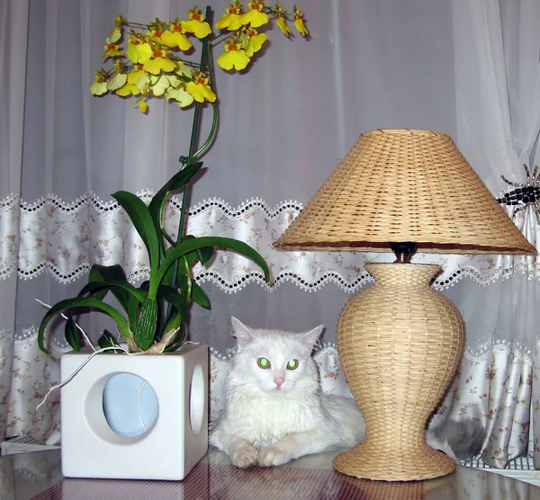 Vacker Katt Rummet — Stockfoto