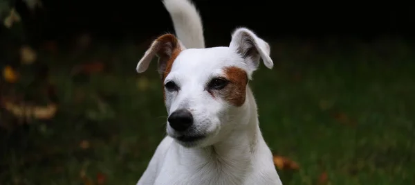 Jack Russell Terrier Köpek Parkta — Stok fotoğraf