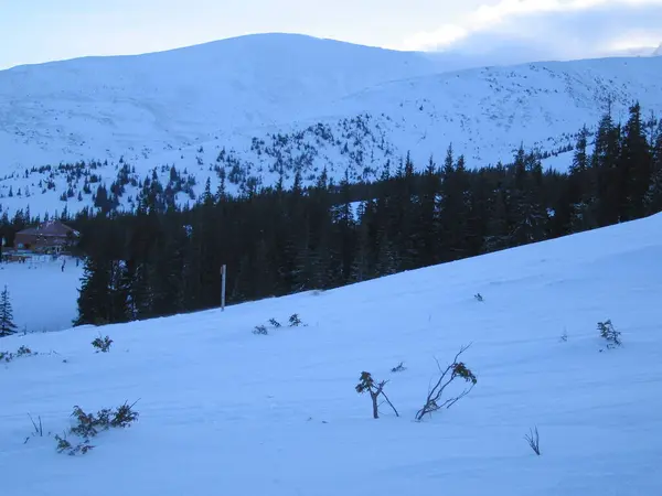 Ein Berg Winterwald — Stockfoto