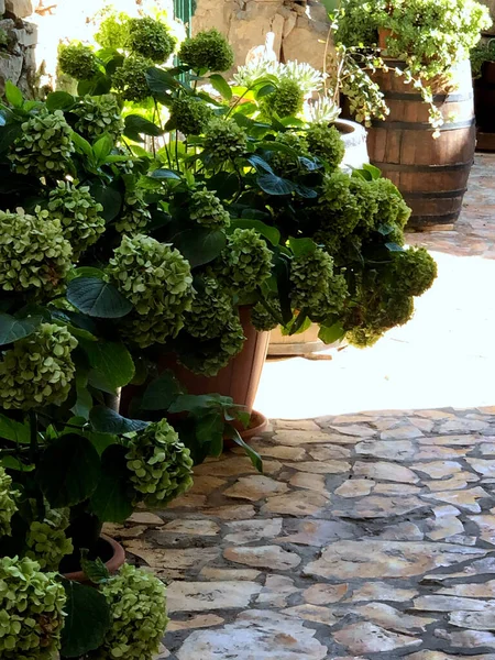 Güzel botanik fotoğrafı, doğal duvar kağıdı.
