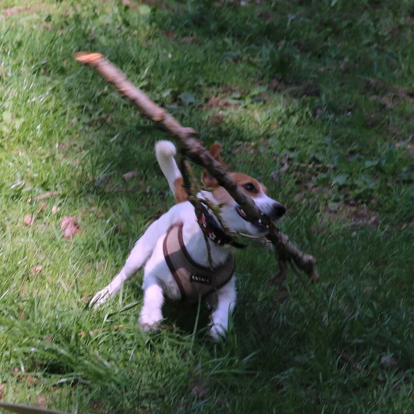紐に棒をつけた犬 — ストック写真