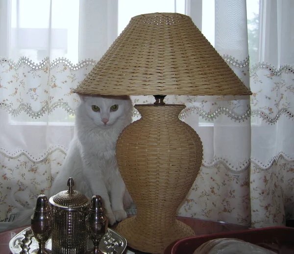 Krásná Bílá Kočka Kloboukem Posteli — Stock fotografie