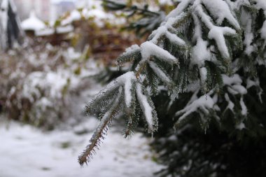 Noel Ormanı. kozalaklı tarlalarda karla kaplı ağaçlar.