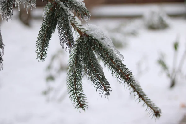 Szyszki Sosnowe Gałęzi Pokrytej Śniegiem Tle — Zdjęcie stockowe