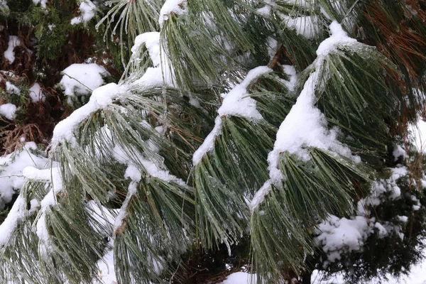 stock image snow covered trees in the forest