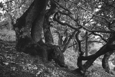 Feet of forrest monster