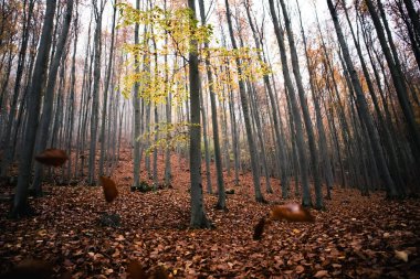 Sonbaharda derin orman