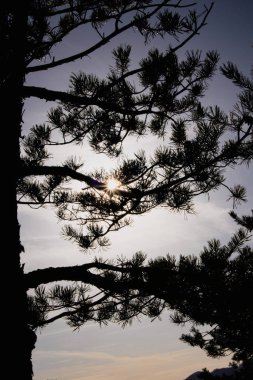 Sun brights like a diamond