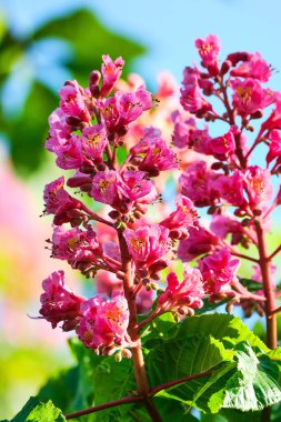 Baharda kırmızı at kestane çiçekleri