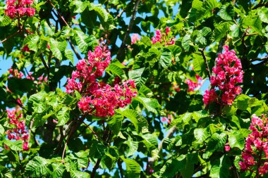 Baharda kırmızı at kestane çiçekleri