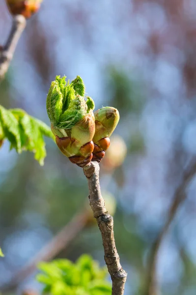 Roter Rosskastanienbaum Knospt Beim Ersten Frühlingszeichen Auf — Stockfoto