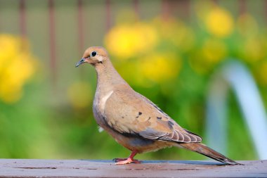 Yas tutan güvercinler yaz günü güvertede dinlenir.