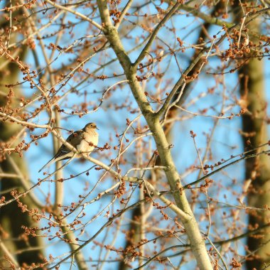 Yas tutan güvercin kışın sonunda tünedi.
