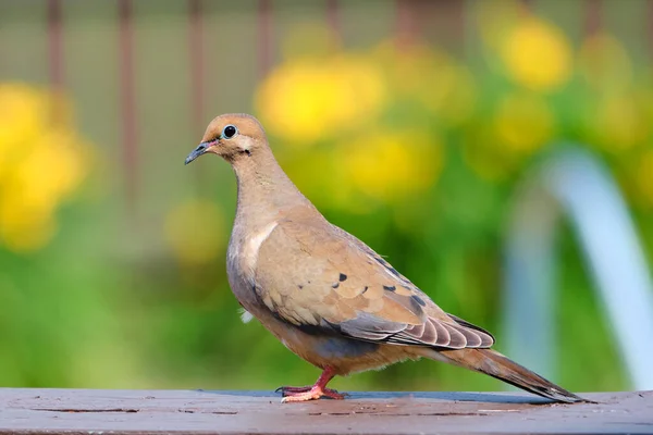 Yas tutan güvercinler yaz günü güvertede dinlenir.