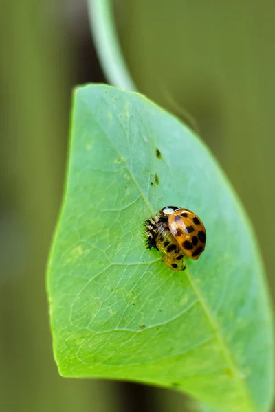 変態期から成虫期にかけてのアジアの女性甲虫 — ストック写真