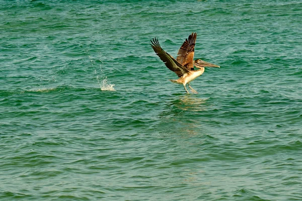 Brown Pelican Décolle Par Une Soirée Ensoleillée Pompano Beach Floride — Photo