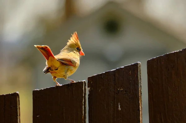 Female Northern Cardinal Perched Fence Winter Evening Sunlight — Stock Photo, Image