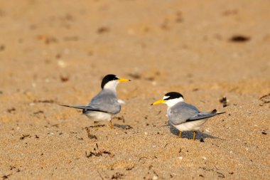 Pompano Sahili Florida 'da güneş doğarken en az bir çift kırlangıç.