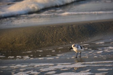 Myrtle Sahili, Güney Carolina 'da güneş doğarken kumsalda bir Sanderling.