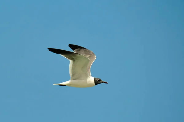 Laughing Gull Flight Atlantic Ocean Pompano Beach Florida — Stock Photo, Image
