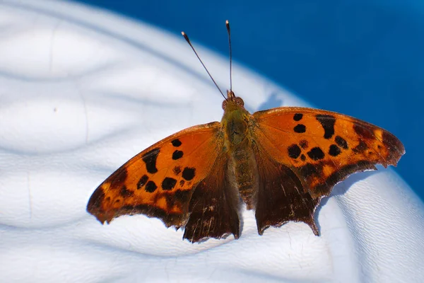 Question Mark Butterfly Polygonia Interrogationis Wings Spread Resting Edge Pool — Stock Photo, Image