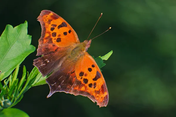 Question Mark Butterfly Polygonia Interrogationis Wings Spread — Stock Photo, Image