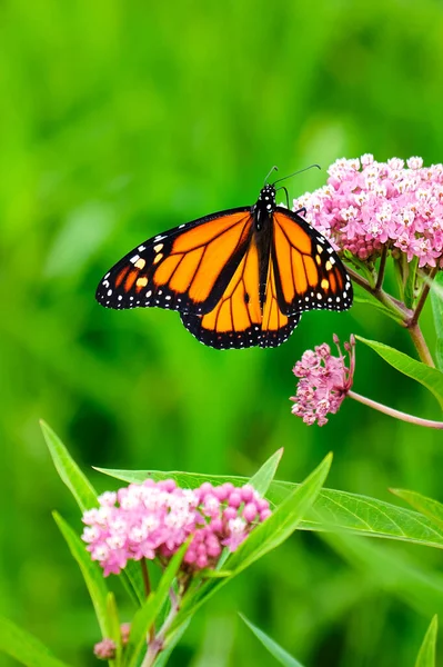 Monarch Butterfly Perched Pink Wildflowers — Stock Photo, Image