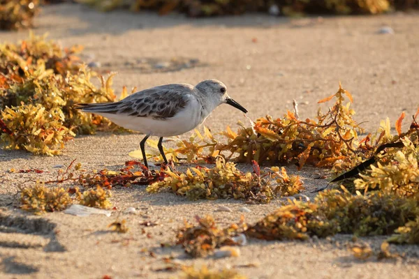 Sanderling, sabahın erken saatlerinde Florida 'da deniz yosunları arasında yiyecek arıyor.