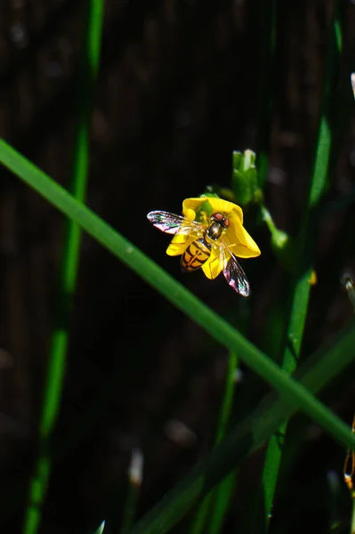 Çiçek Sineği Toksomerus Marinatus Sarı Bir Çiçeğin Üzerinde Sabah Güneşinde — Stok fotoğraf